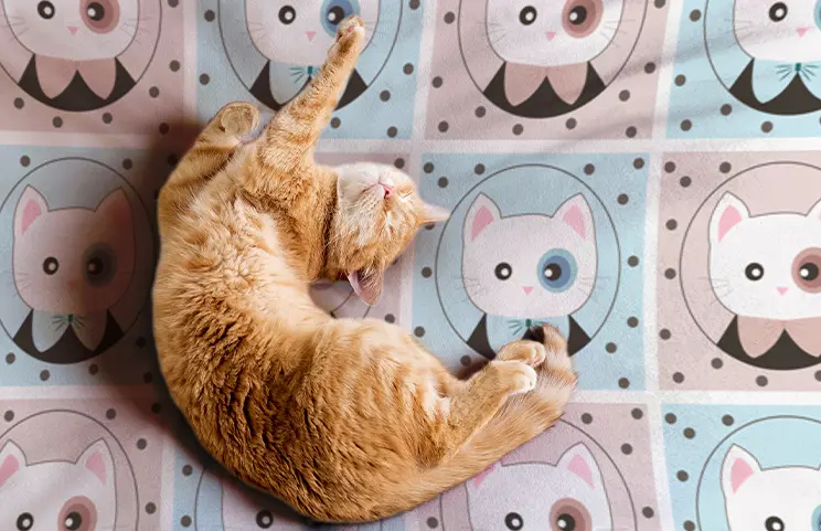 Custom Cat Blanket||||||||||