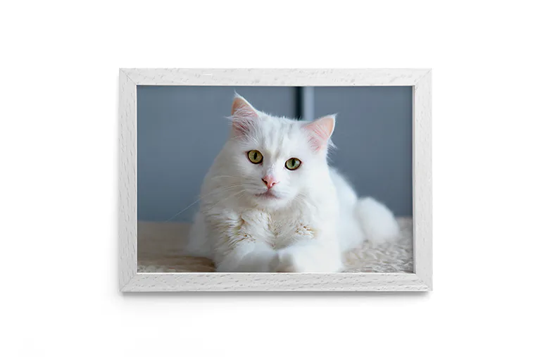 Framed Photo Canvas|Framed photo canvas prints pet|Framed Photo Canvas|Framed Photo Canvas|Framed Photo Canvas|Framed Photo Canvas|||||